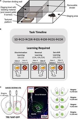 Nucleus Accumbens Core Dopamine D2 Receptor-Expressing Neurons Control Reversal Learning but Not Set-Shifting in Behavioral Flexibility in Male Mice